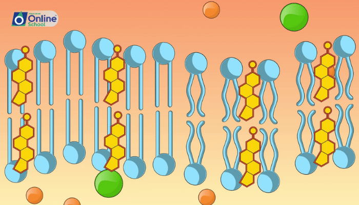 Lesson 16: The Movement of Substances: Cellular Transport Mechanisms